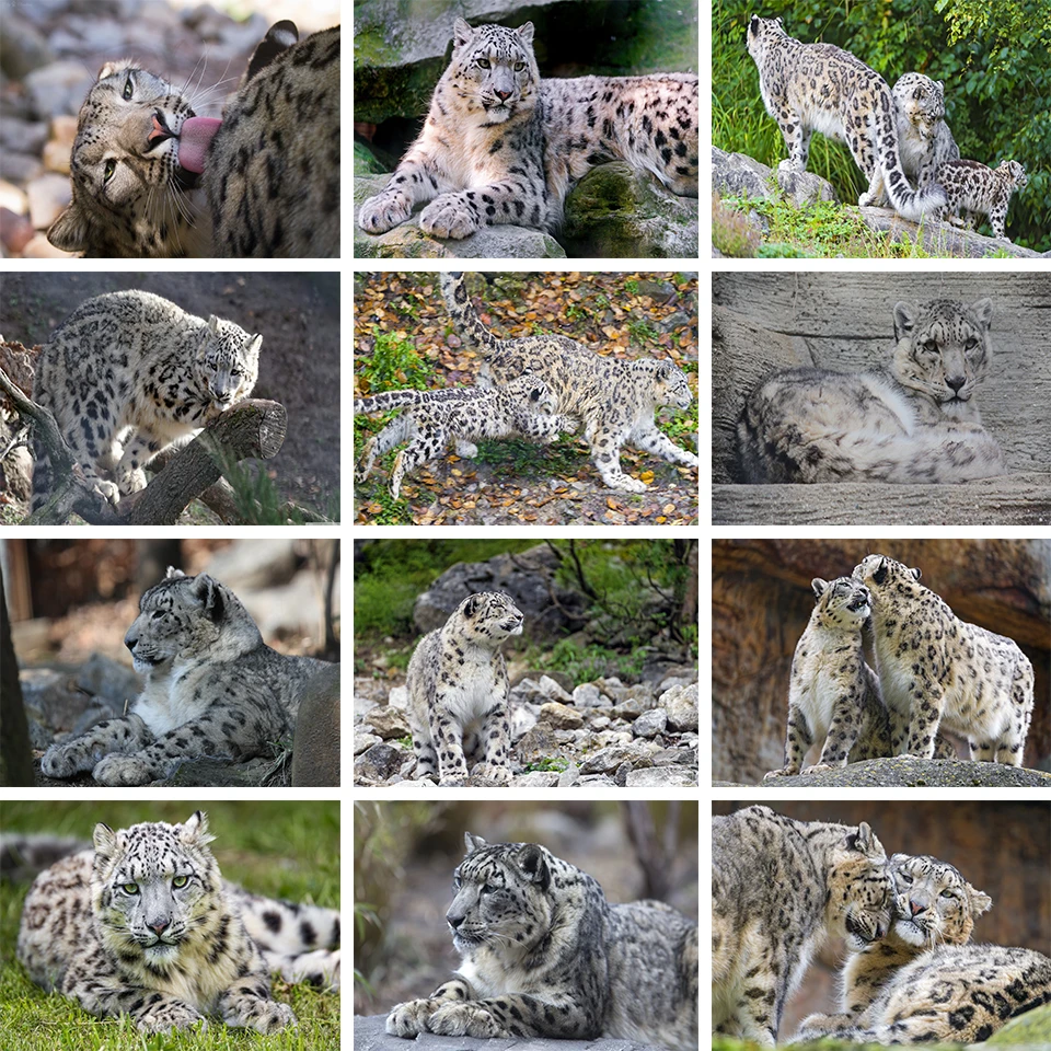 

5D DIY Animal Snow Leopard Diamond Painting Rhinestone Art Picture Full Diamond Embroidery Mosaic Cross Stitch Gift Home Decor