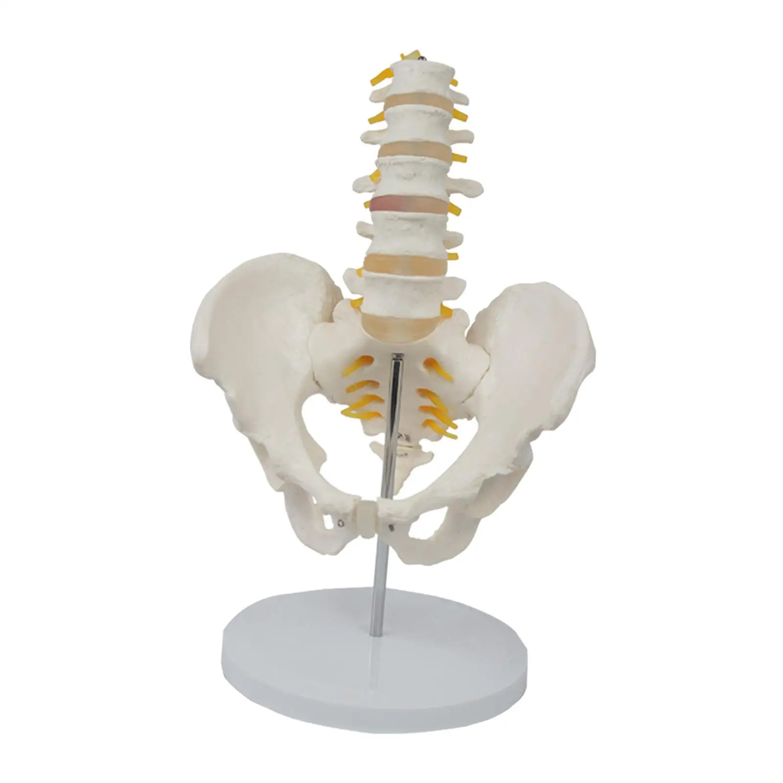 

1:1 PVC Human Pelvis with Lumbar Vertebrae Science Classroom Study Display Children Educational Toy Learning Puzzle Toy