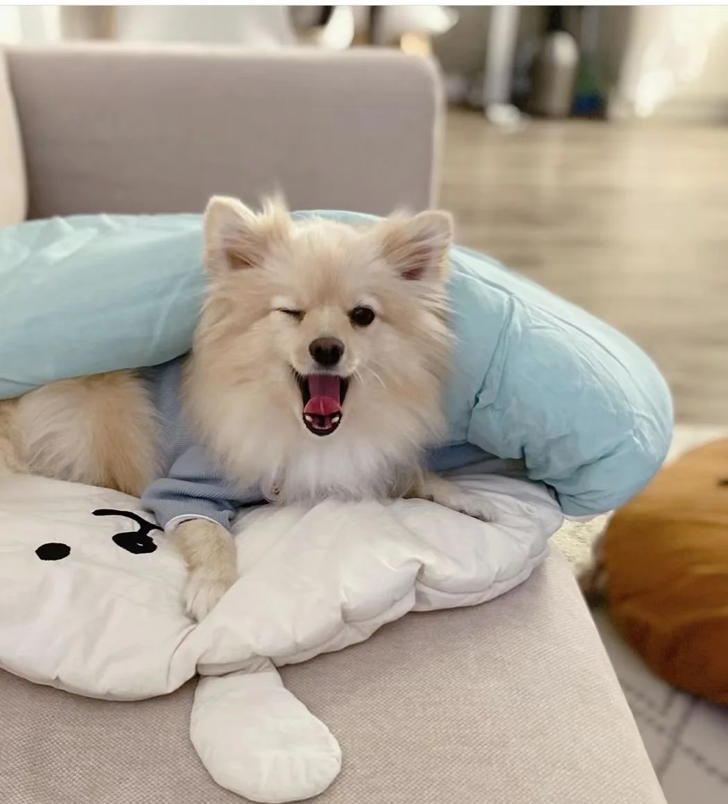 Quilt Dog Beds For Small Dogs Dog Kennel