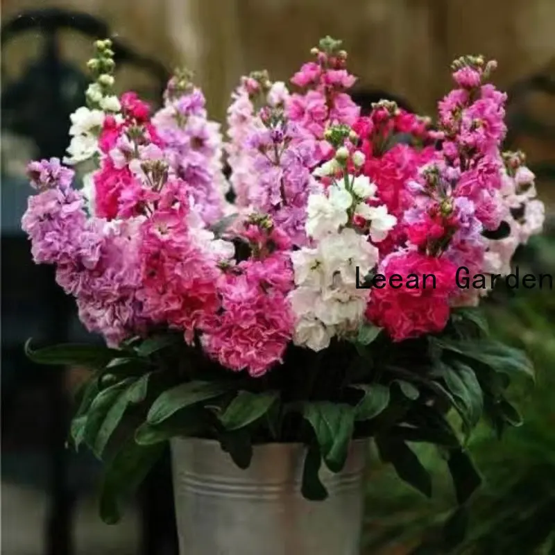 

200 шт. фиолетовый четырехсезонный цветок, ароматное садовое растение, бонсай, декоративный аромат очищает воздух