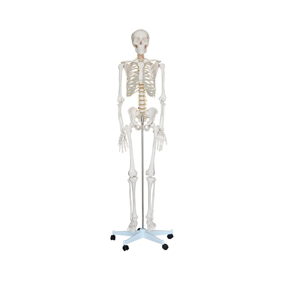 

Life-Size Medical Human Anatomical Skeleton Model 180cm Tall