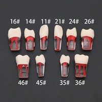10xdental endodontic endo root canal rct practice teeth model pulp study 1 2