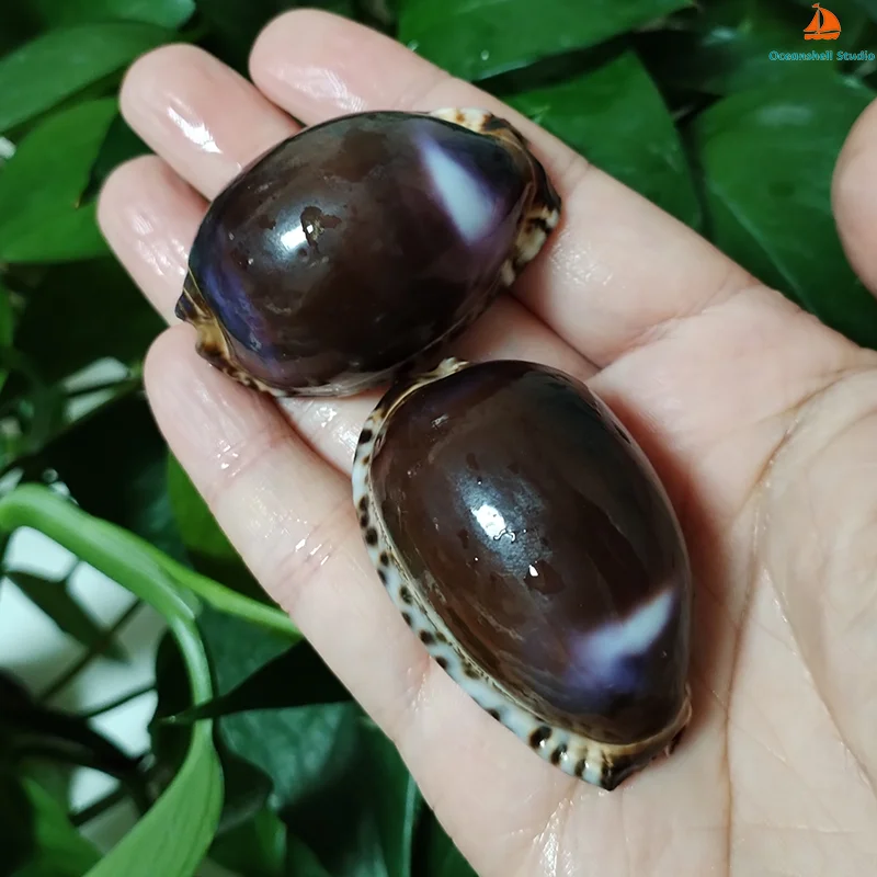 Фото 2 шт., ракушки Маврикия Арабика, фиолетовая ракушка, ракушка для рукоделия, украшения «сделай сам», улитка, подарок, пляжный Свадебный декор, 3,5 см-5,5 см №4