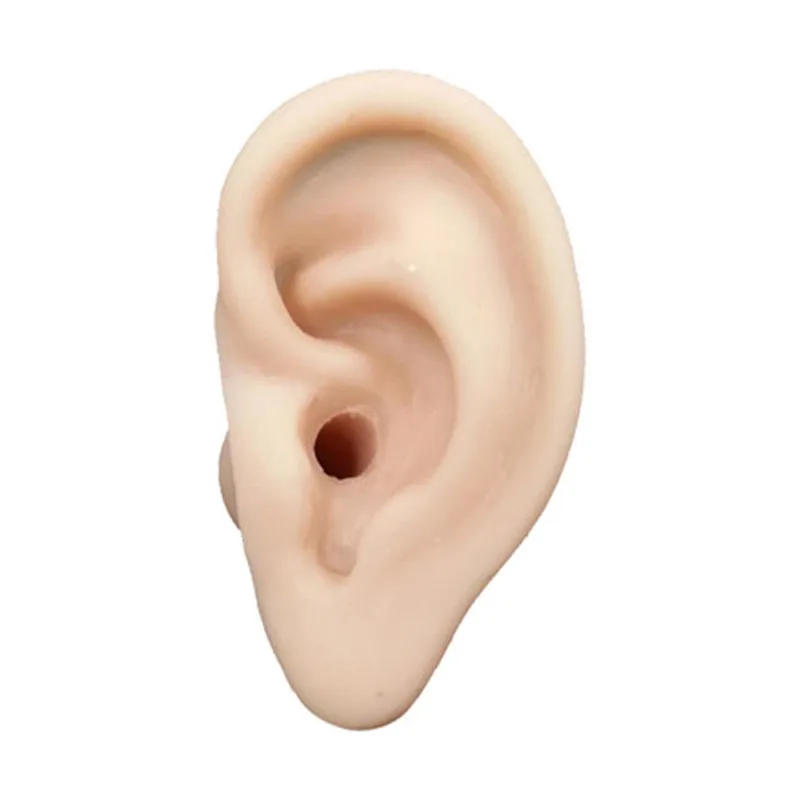 

Ear Acupuncture Model - 7Cm - Pressure Point And Meridians - Model Anatomy Acupuncture Ear Acupuncture Practice Model