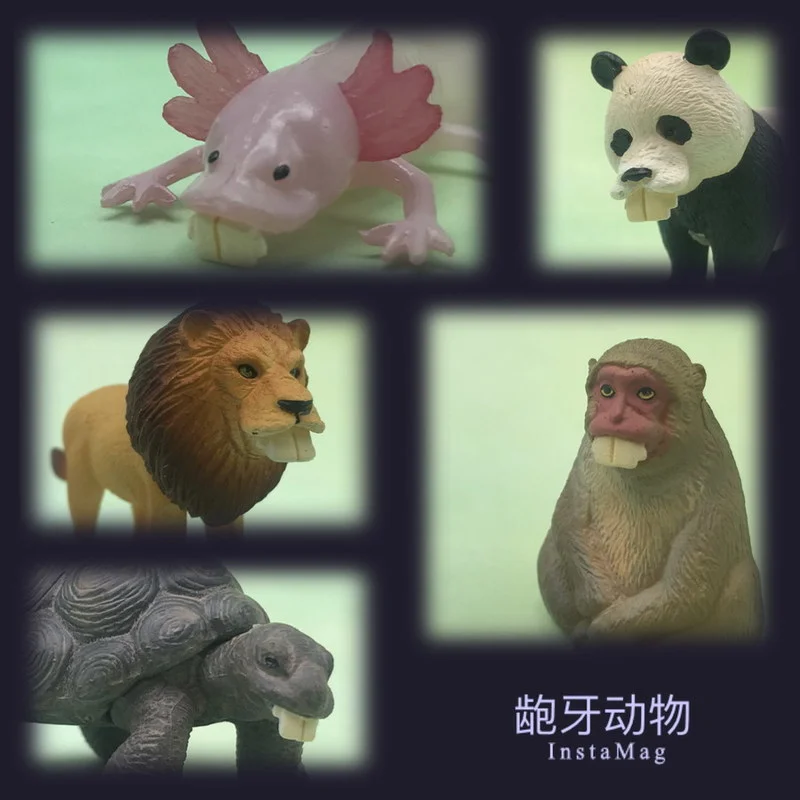 

Настоящая Такара Томи гасяпон капсулы игрушки Бак зубы большая тарелка зубы животное Саламандра Лев панда Креативные украшения