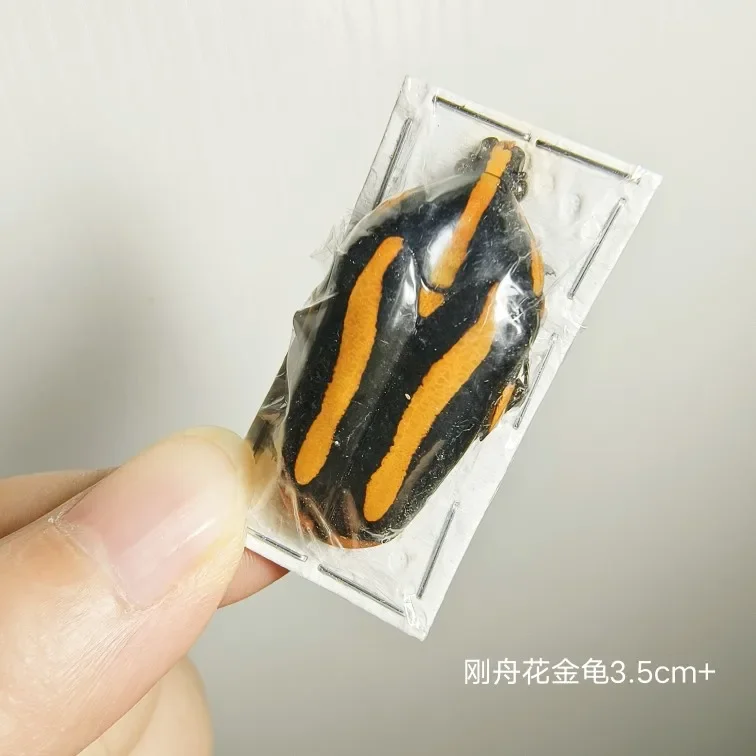 Образец раковины золотой черепахи