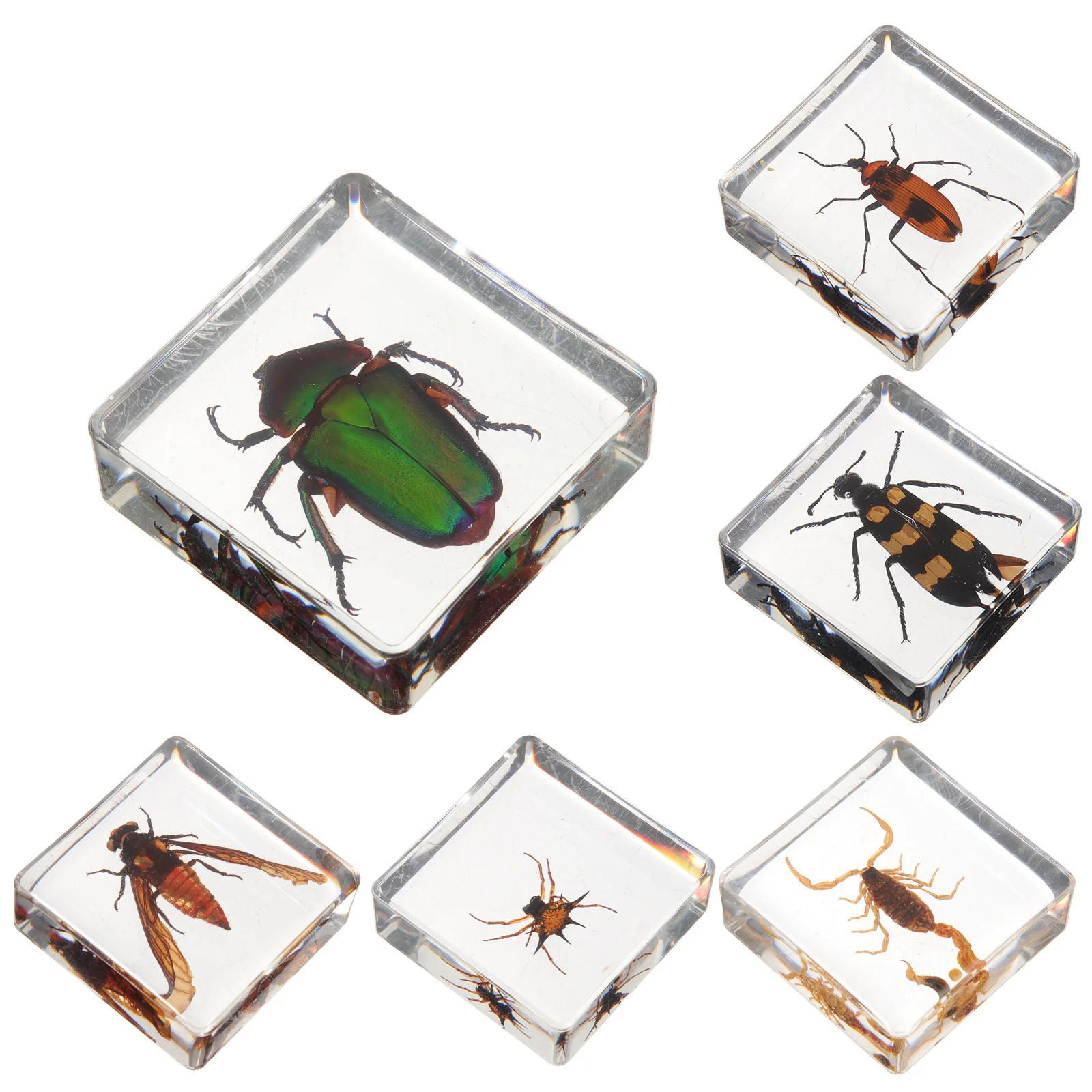 

6 Pcs Insect Specimen Decor Home Resin Adorn Dining Table Small Insects Desk Decoration Student Desktop