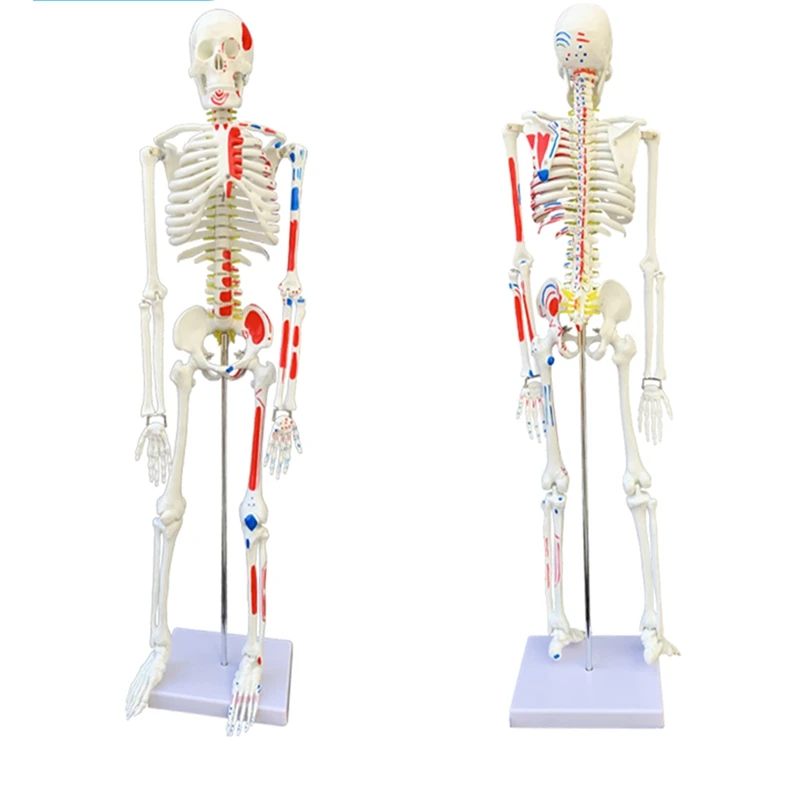 

human skeleton anatomy body model скелет человека Medical tools material for teaching spine Skull equipment медицинские товары