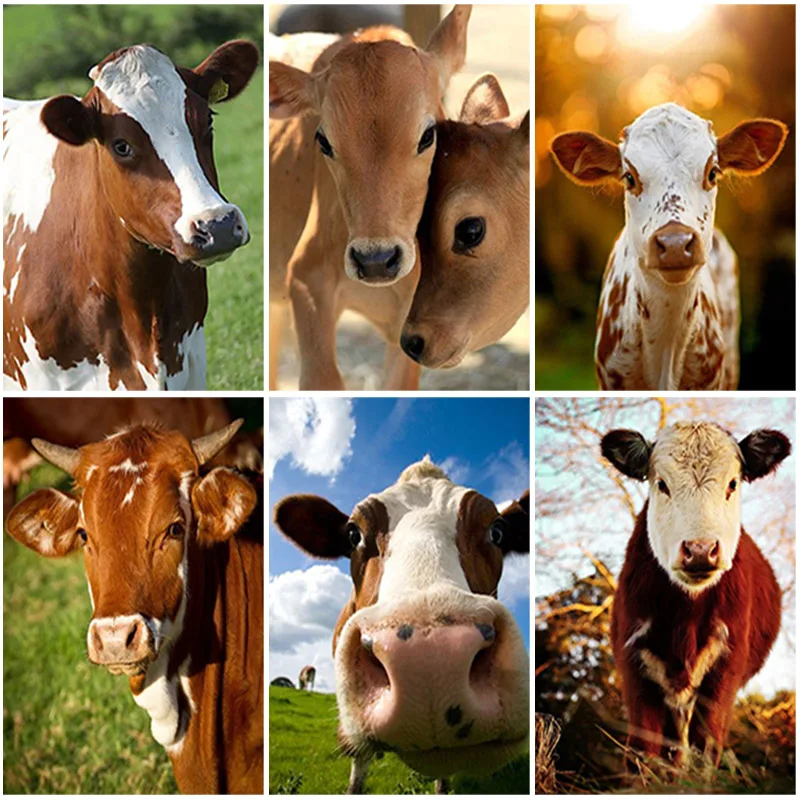 

DIY Cow 5D Diamond Painting Full Square/Round Drill Animal Farm Daimond Embroidery Rhinestone Cross Stitch Wall Art Home Decor