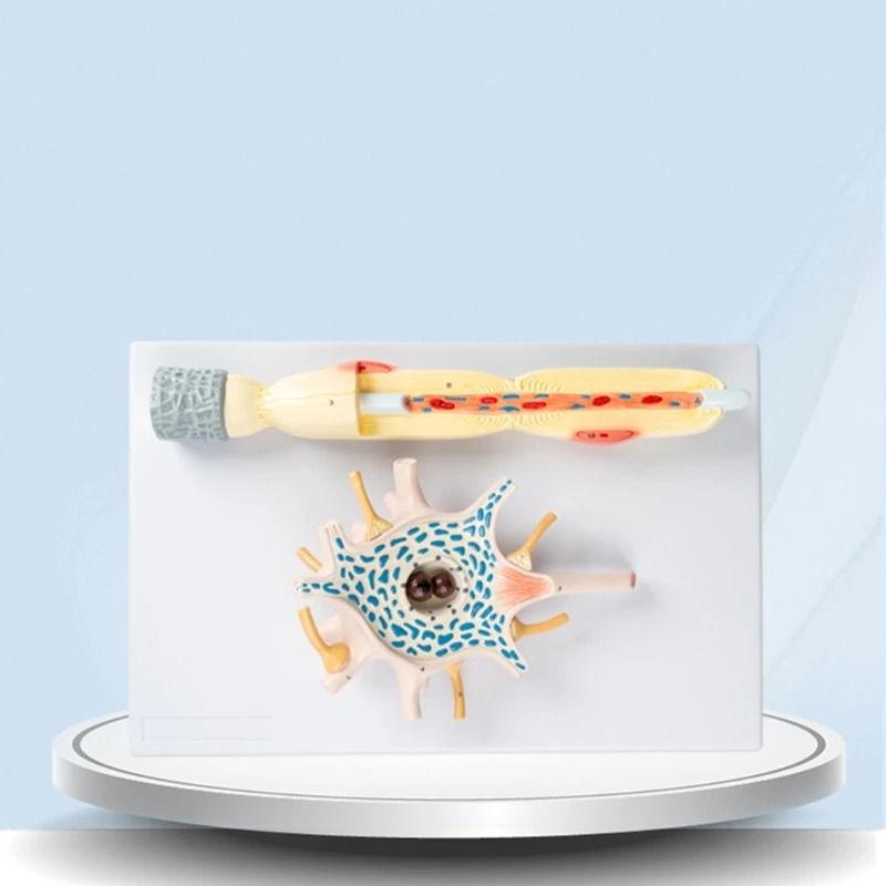 Медицинское обучение модель усиления структуры тела нейронов и нервных волокон