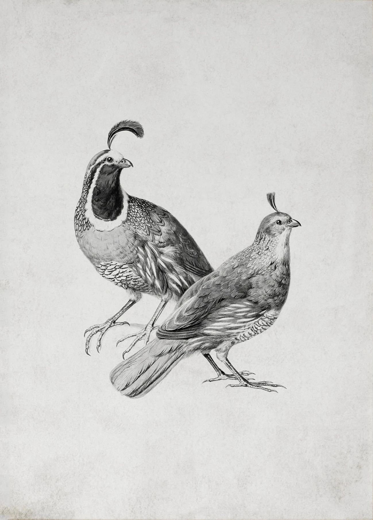 

Винтажная картина с птицами EnjoytheSpirit