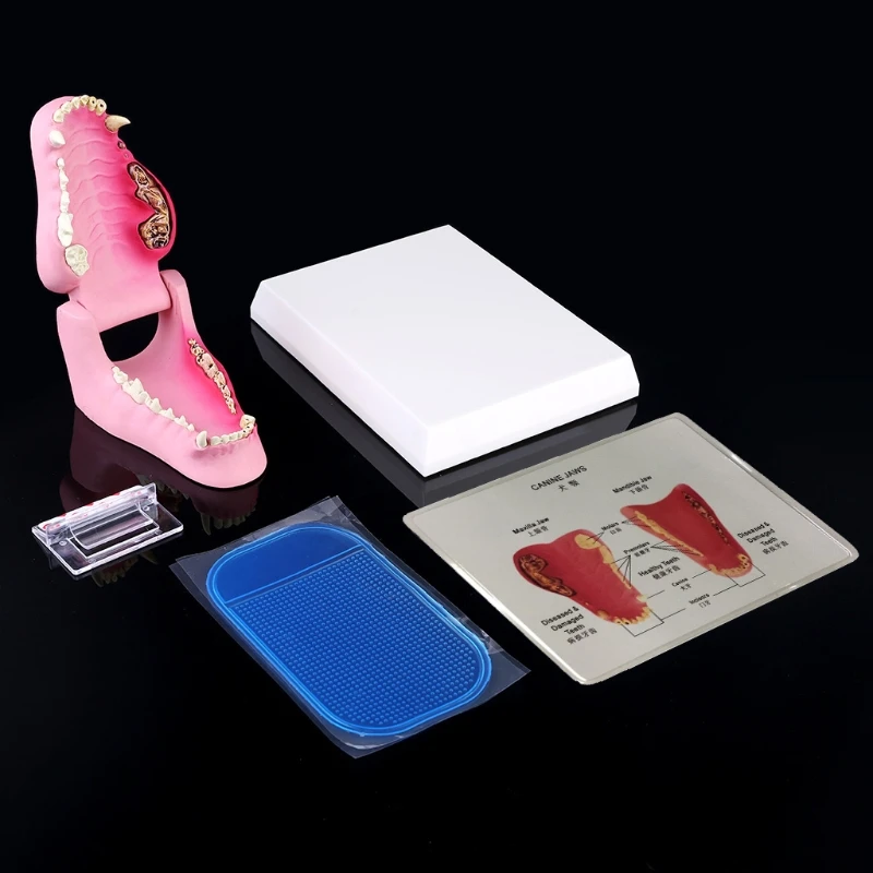 

Анатомическая модель зуба собаки