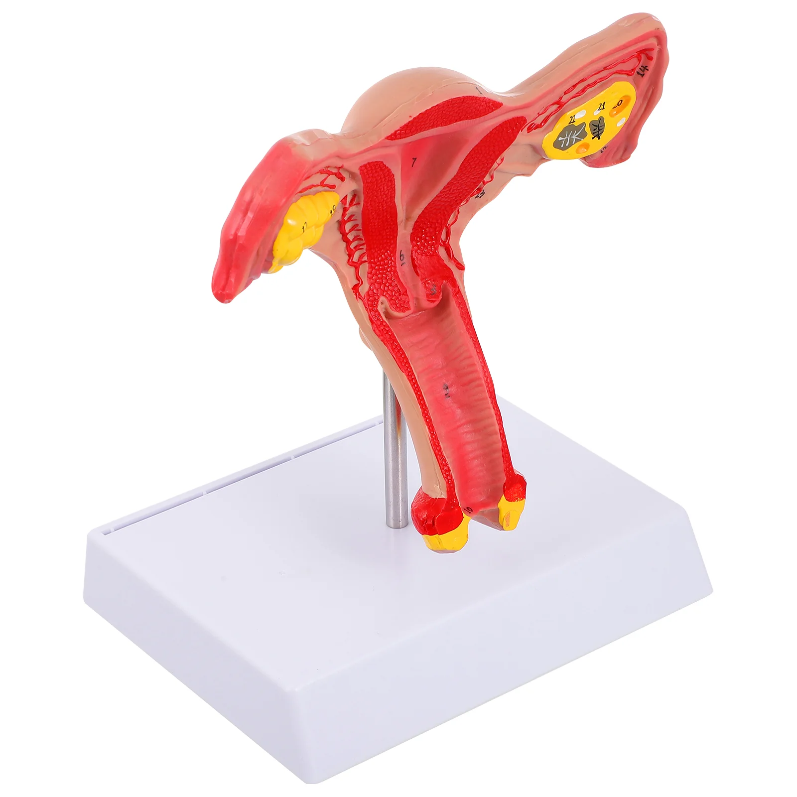

Human Uterus and Ovary Model Female Genital Anatomy Model Study Instrument
