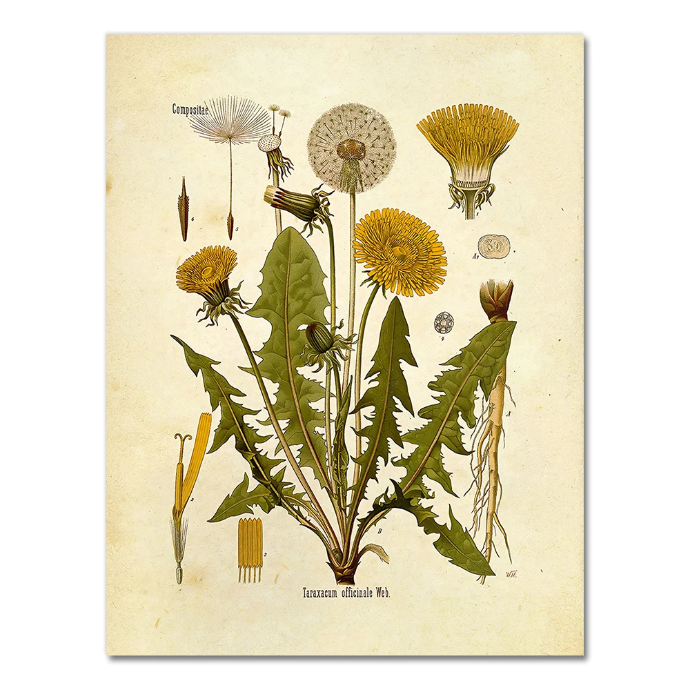 

Винтажный постер с дикими растениями AliPaint