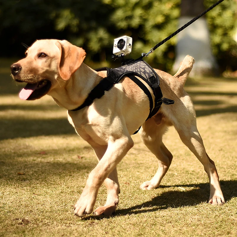 Köpek koşum eylem kamera Gopro Pet spor Video FPS köpek göğüs kemeri omuz sabitleyici orta büyük köpek için Pet malzemeleri