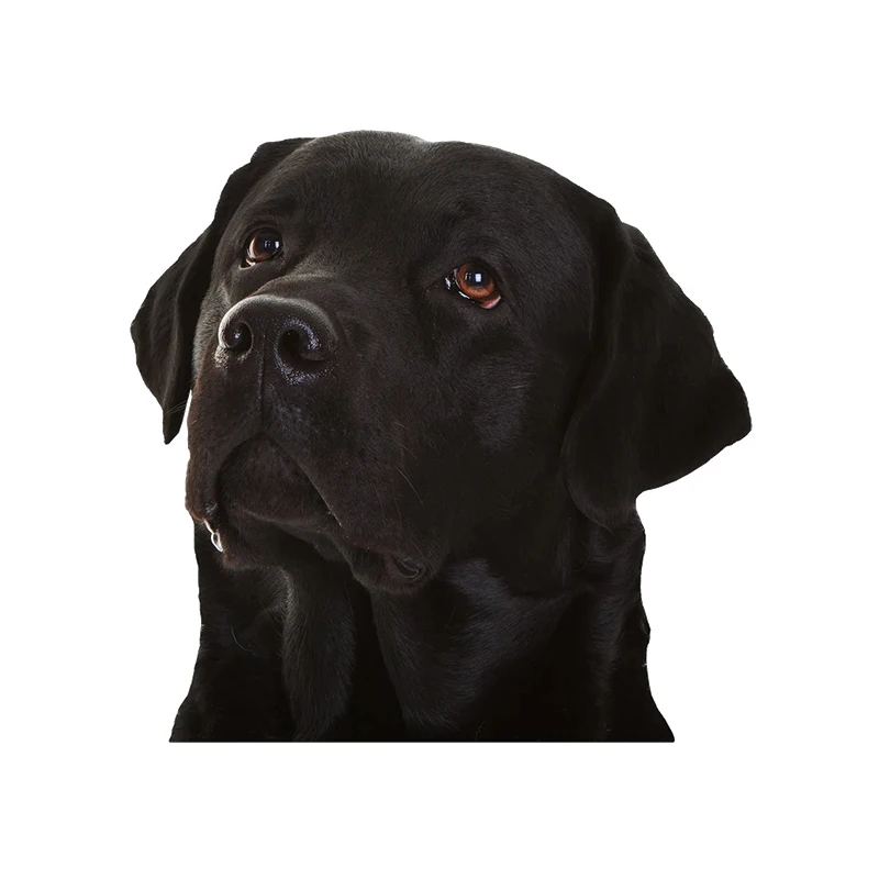 Наклейка для автомобиля водостойкая из лабрадора V1358