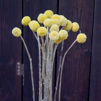 home decoration dried flower yellow golden ball dried flower natural style storefront home decoration single price