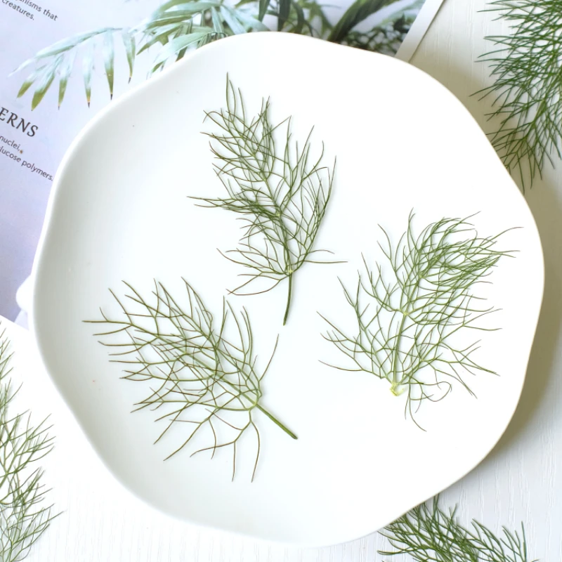 7-10 см/24 шт. натуральные прессованные листья фенхеля Рельефный цветок сделай сам