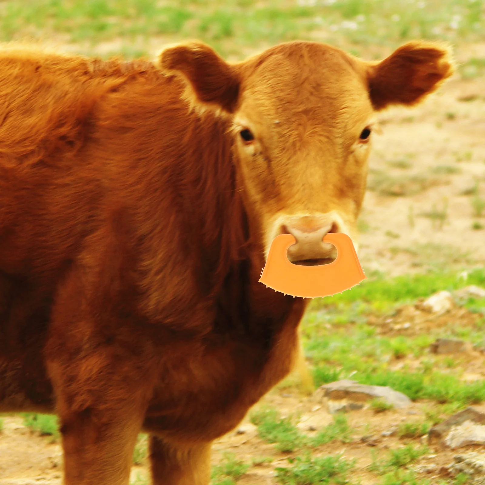 

5pcs cow nose Calf Nose Clip Farm Tools Bovine Nose Thorn Milking Stop Tool Anti Weaner Ring for Cow Calf Cattle cow