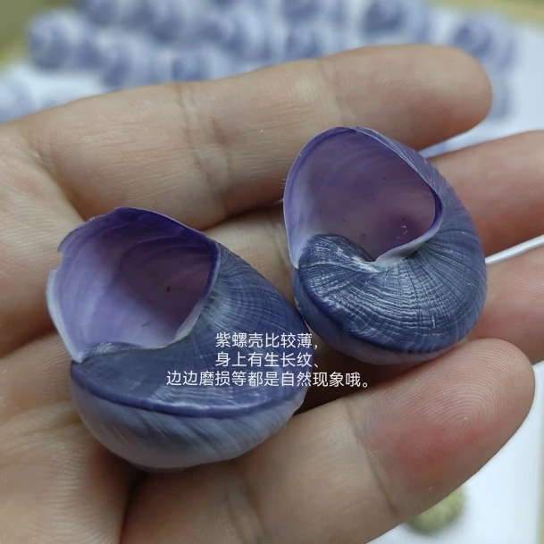 Ракушки фиолетовые в верхней части 2 5-3 см