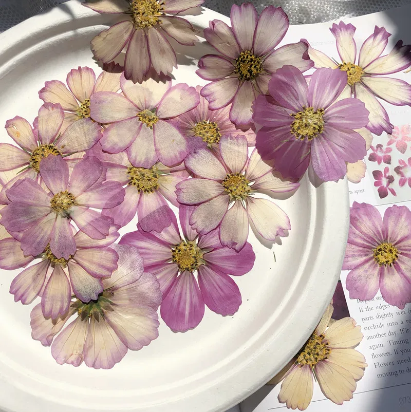 

Cosmos Bipinnatus Flower Dried Flower Embossing Valentine's Day Handmade Gift Diy Drip Expoy Phone Case Material 12pcs/bag