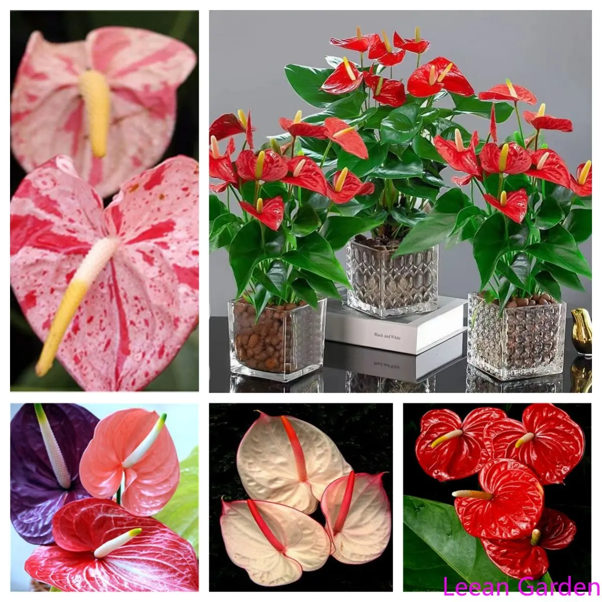 

100 шт anthurium Calla Lily медные деньги трава