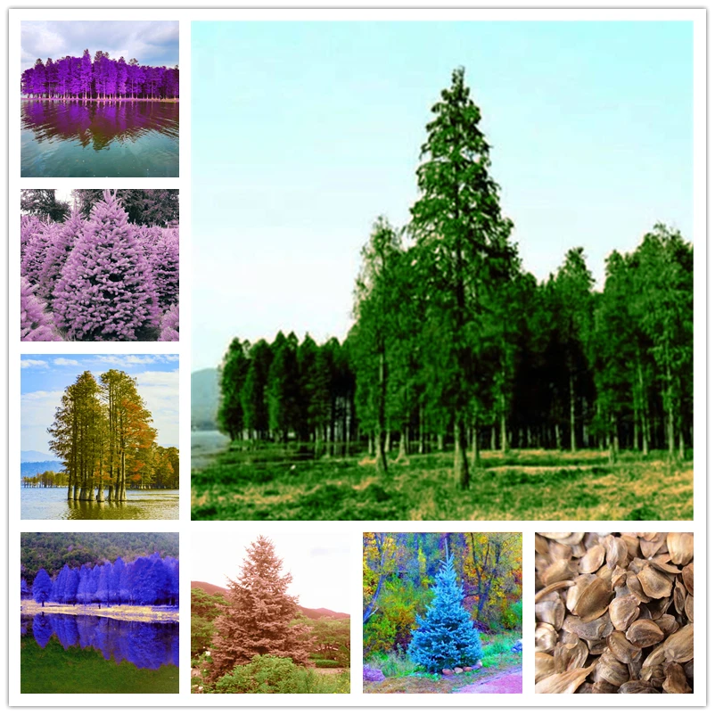 

10Pcs/Pack Blue Abies Fargesii Nature Plants Colourful Cedar Bathroom Cabinet Fir Trees Wood Furniture C9J-A
