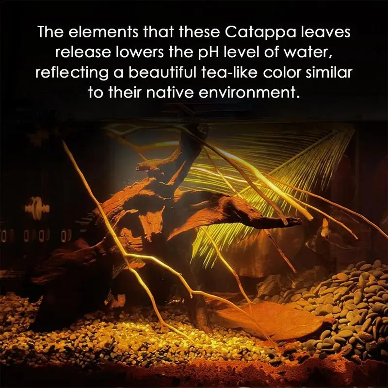 Рисунок 3 - Натуральные аквариумные рыбки Catappa