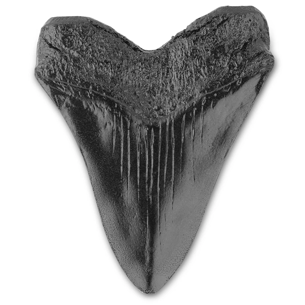 

Shark Teeth Resin Vintage Easy Clean Realistic in Shape Megalodon Tooth Replica for Learning Decoration Gifts Halloween Black