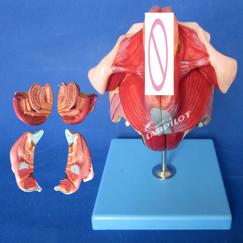 Модель для обучения женским гениталиям анатомии гениталий | - Фото №1