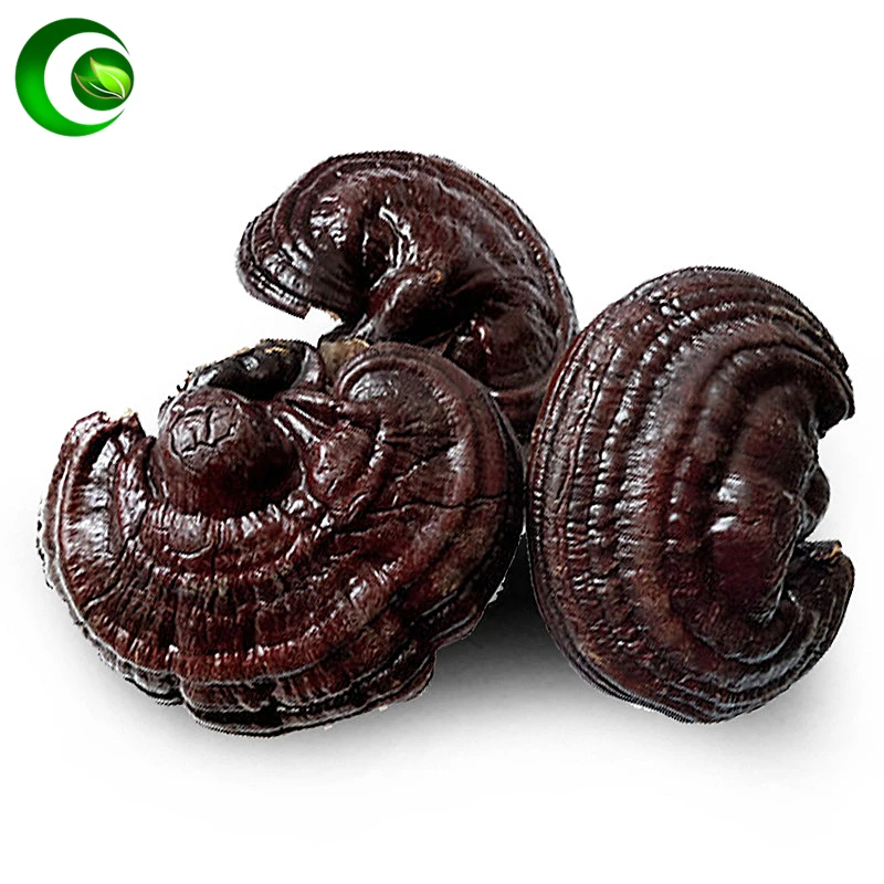 

Wild Reishi Ganoderma Mushroom Organic Reishi Mushroom,Gannoderma Liucium Lingzhi Lucid,Ganoderma Mushroom