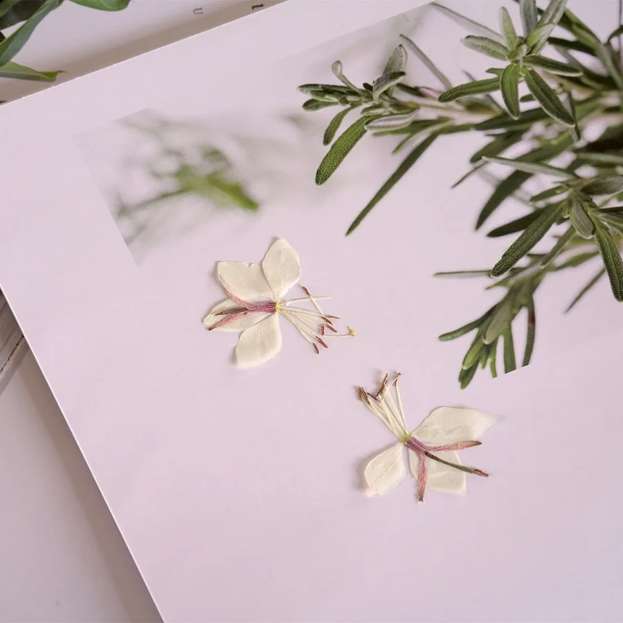 60x прессованный высушенный Gaura Lindheimeri Engelm бабочка цветок растения гербарий для