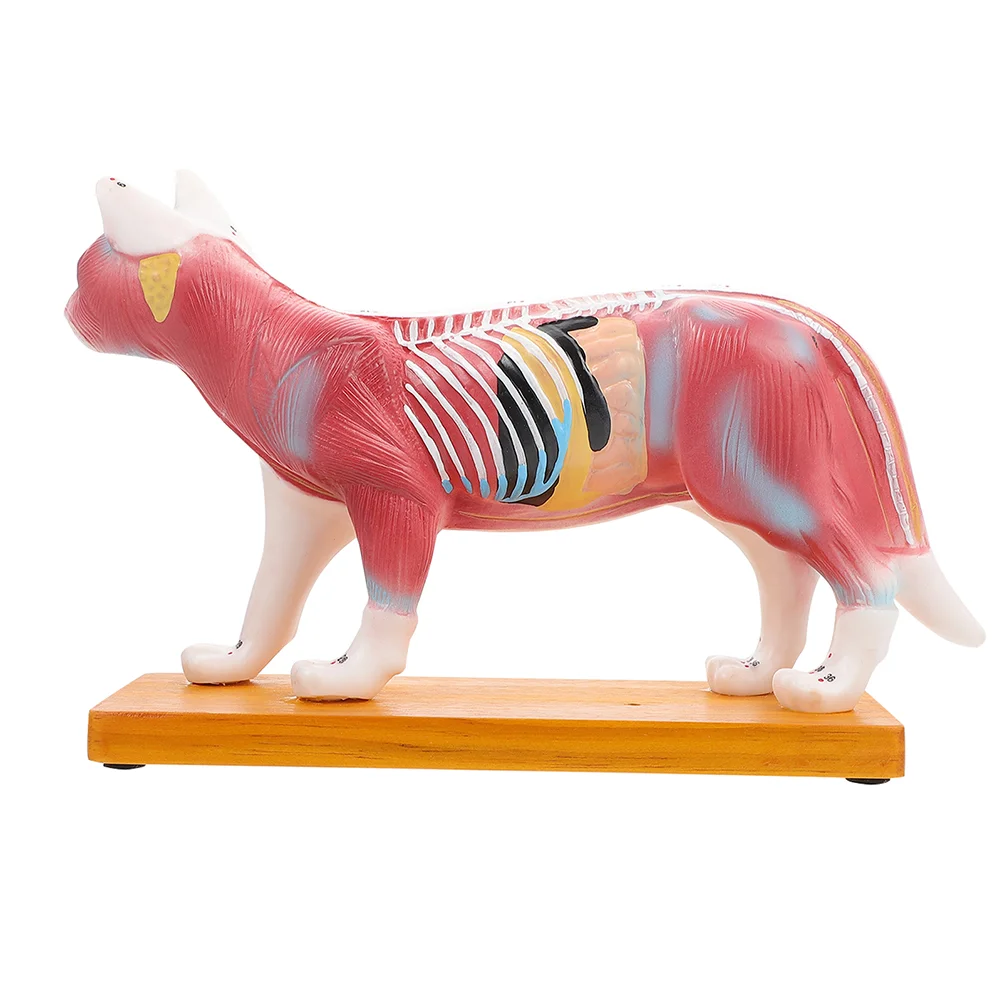 

Cat Model Anatomy Teachingfigurine Anatomical Kids Toy Pet Gardenbody Cartoon Kitten