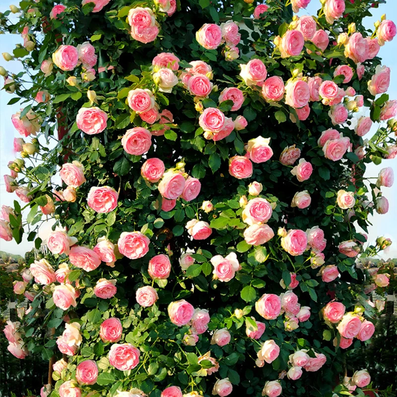 

Colored Rose Seed Garden Decoration Plant 20pcs Seeds Holiday wishes home decoration love expression