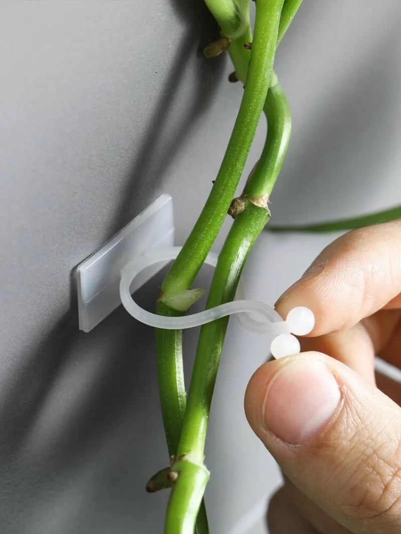 

10 шт., настенные фиксаторы для растений