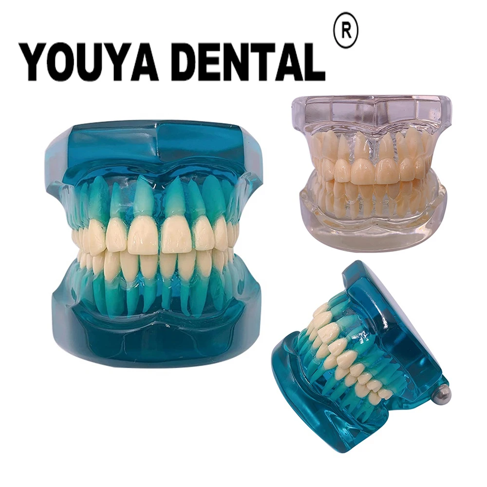 

Dental Normal Adult Tooth Model for Dentist Student Clinics Practice Training Studying Oral Medical Dentistry Teeth Model