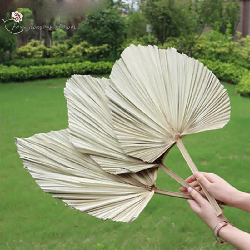 

1/3pcs Plants Palm Fan Leaf Dried Palm Leaf Preserved Flowers Bouquet For Boho Wedding Arch Decor Home Room Flower Arrangement