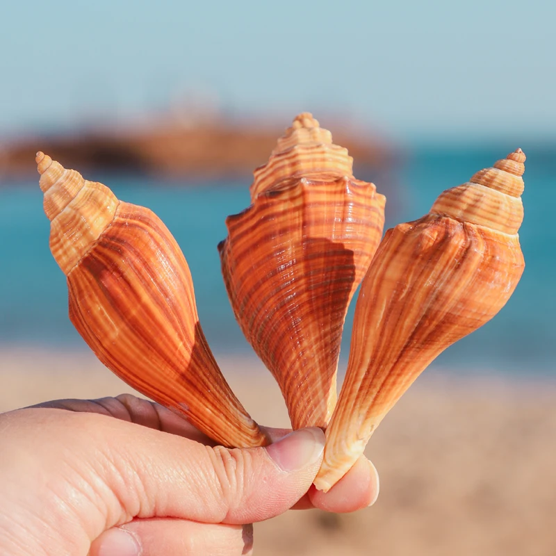 

Натуральная ракушка Гемифусус Колоссей для крабов