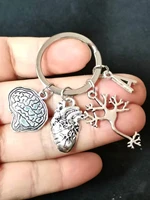 1 piece keychain medical anatomy key brain heart nerve cell shaped keychain doctor and nurse bag chain jewelry gift