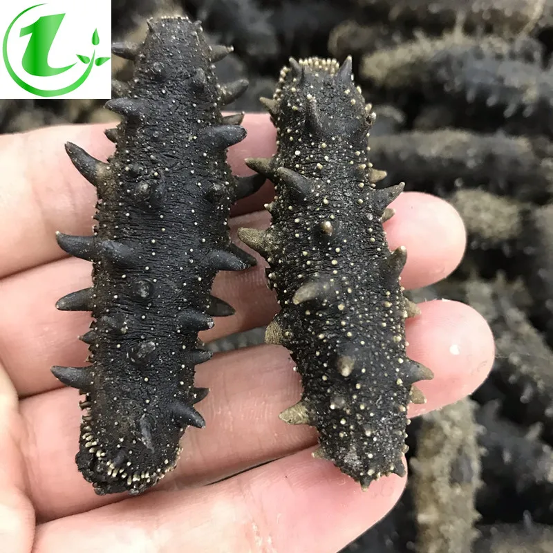 

Dalian, China, Pure Dried Sea Cucumber, Wild Sea Cucumber Tonic