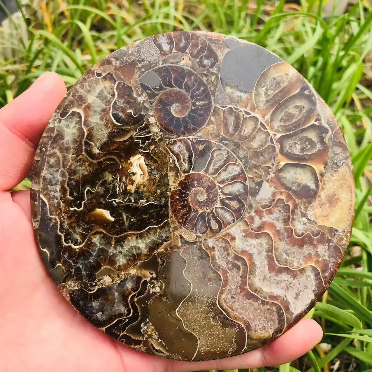 

Circular Natural Spiritual Healing Ammonite Quartz Plate Crystal Stone Slice Coaster 110mm-120mm
