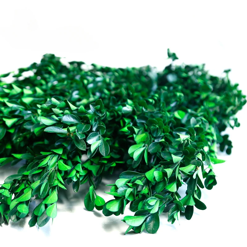 

Yongsheng Flower Material, Small Leaf Yellow Poplar, Large Wholesale Volume, Excellent DIY Green Leaf Material, Evergreen Tree