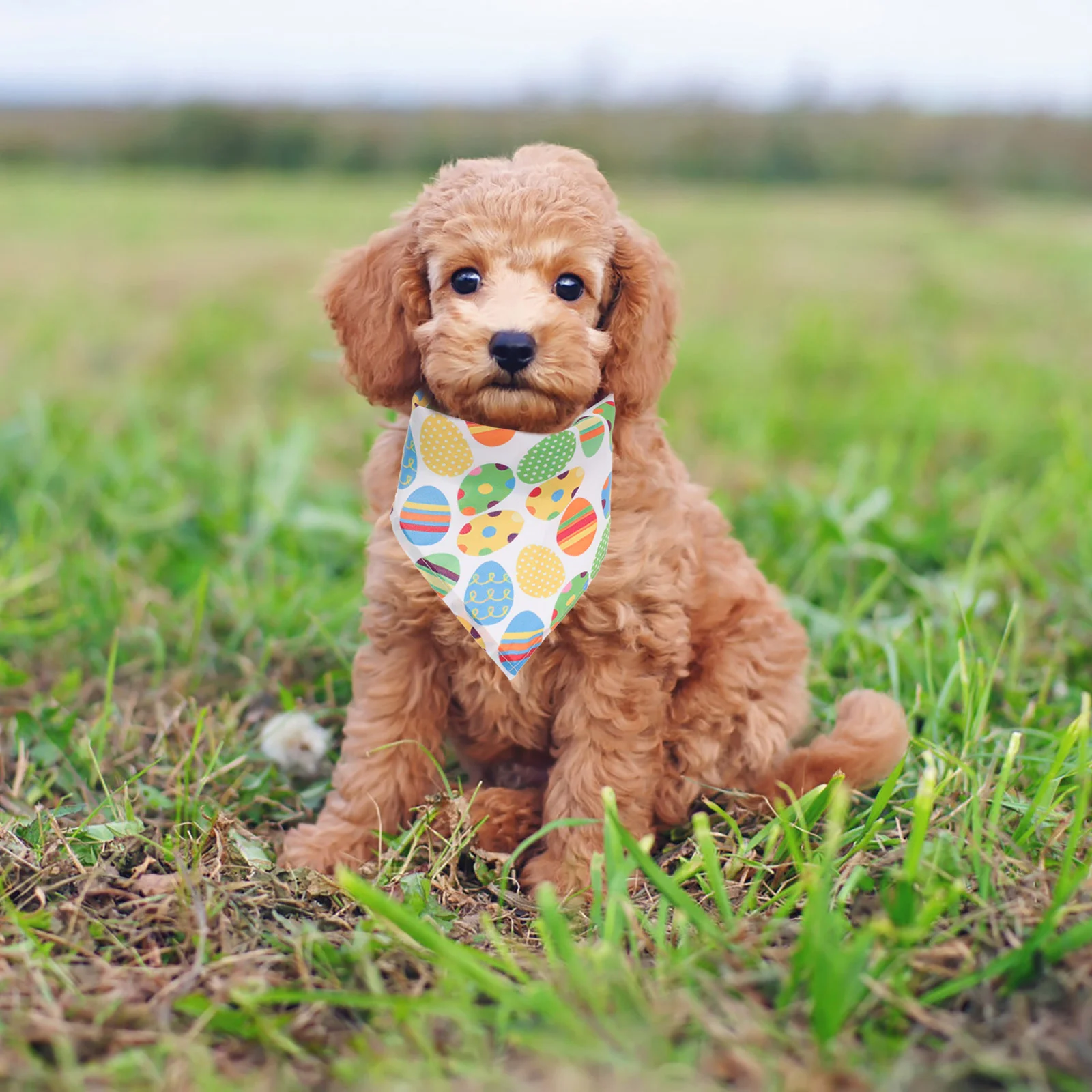 

Pet Bib Boy Scarf Party Decor Dog Bandana Birthday Triangular Puppy Dresses Summer