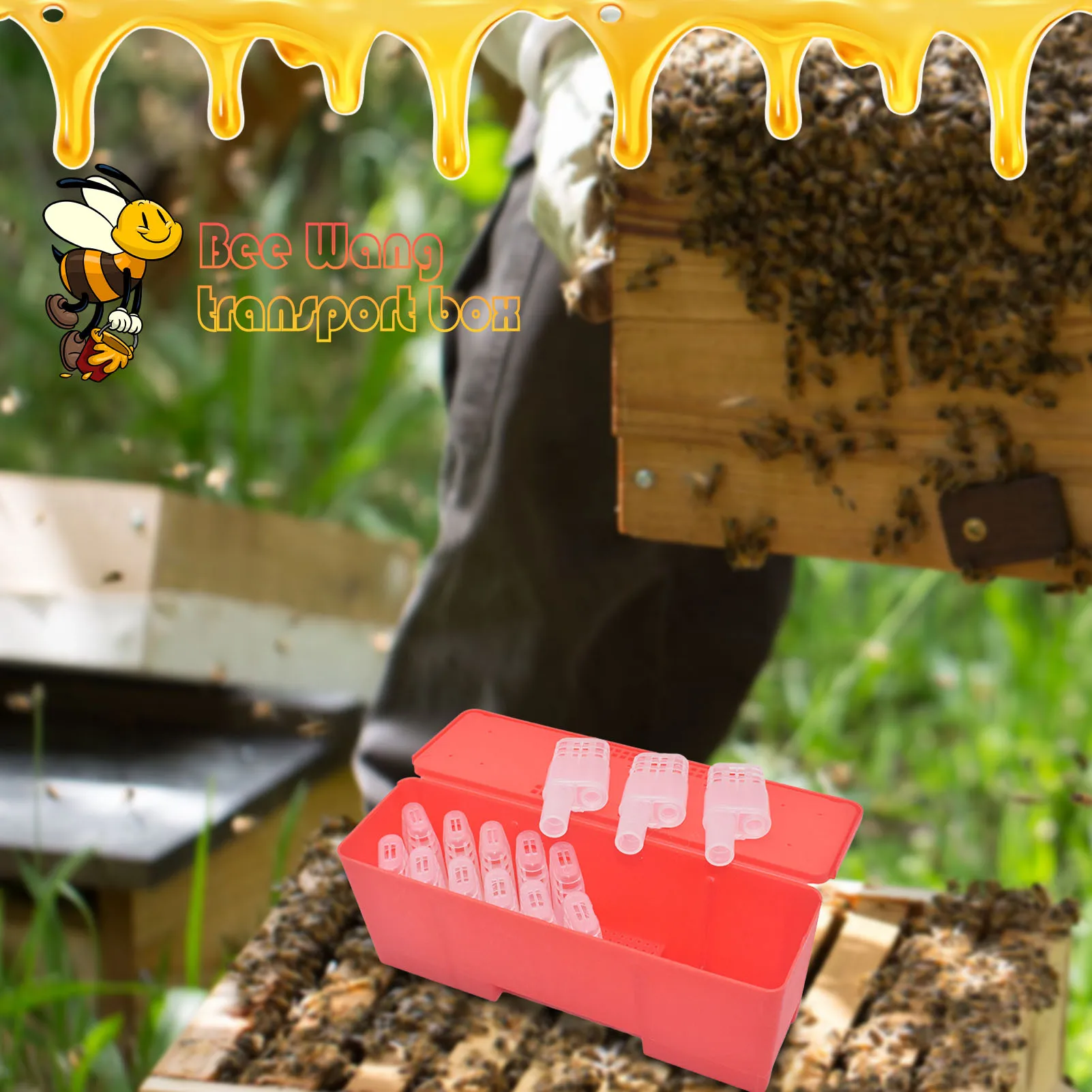 

Queen Bee Transport BoxBeekeeper Rearing Box Bee Moving Isolator With Cages Beekeeper Rearing Tools 20 Queen Bee Cages