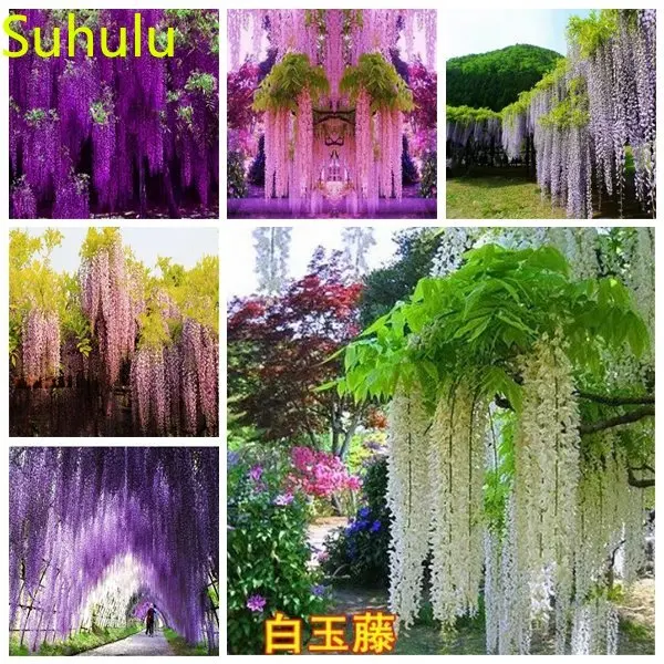 

Новое поступление 2023 года, 20 шт., аромат глицинии для сада, домашний декор, фрукты, цветы, растения