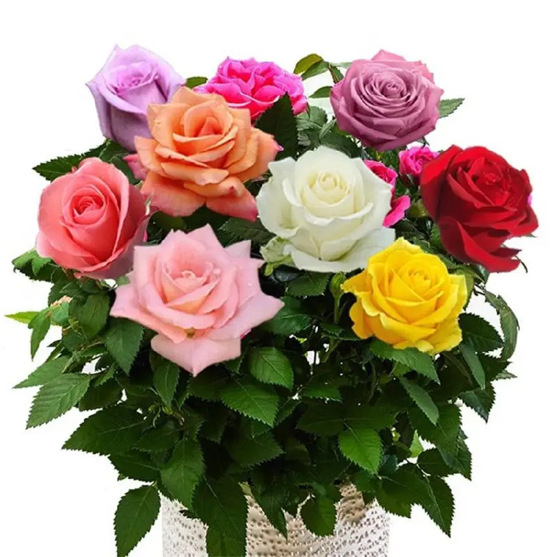 

Красивый цветок радужной розы, цветной цветок для украшения дома и сада, не искусственный цветок