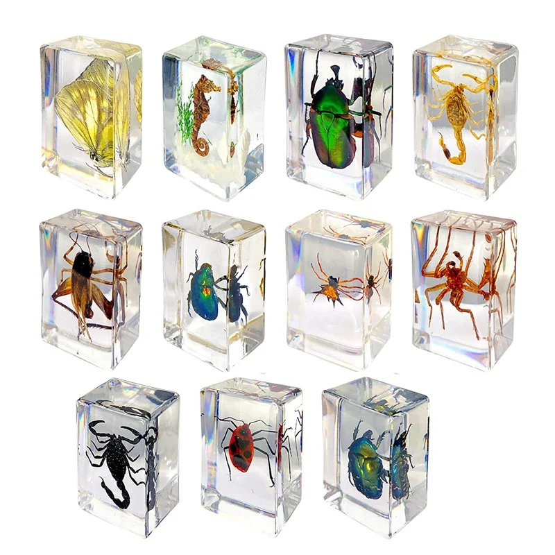 

11Pcs Resin Insect Specimens, Insect Collection Paper Weight, Resin Real Insects, Various Insect Specimens