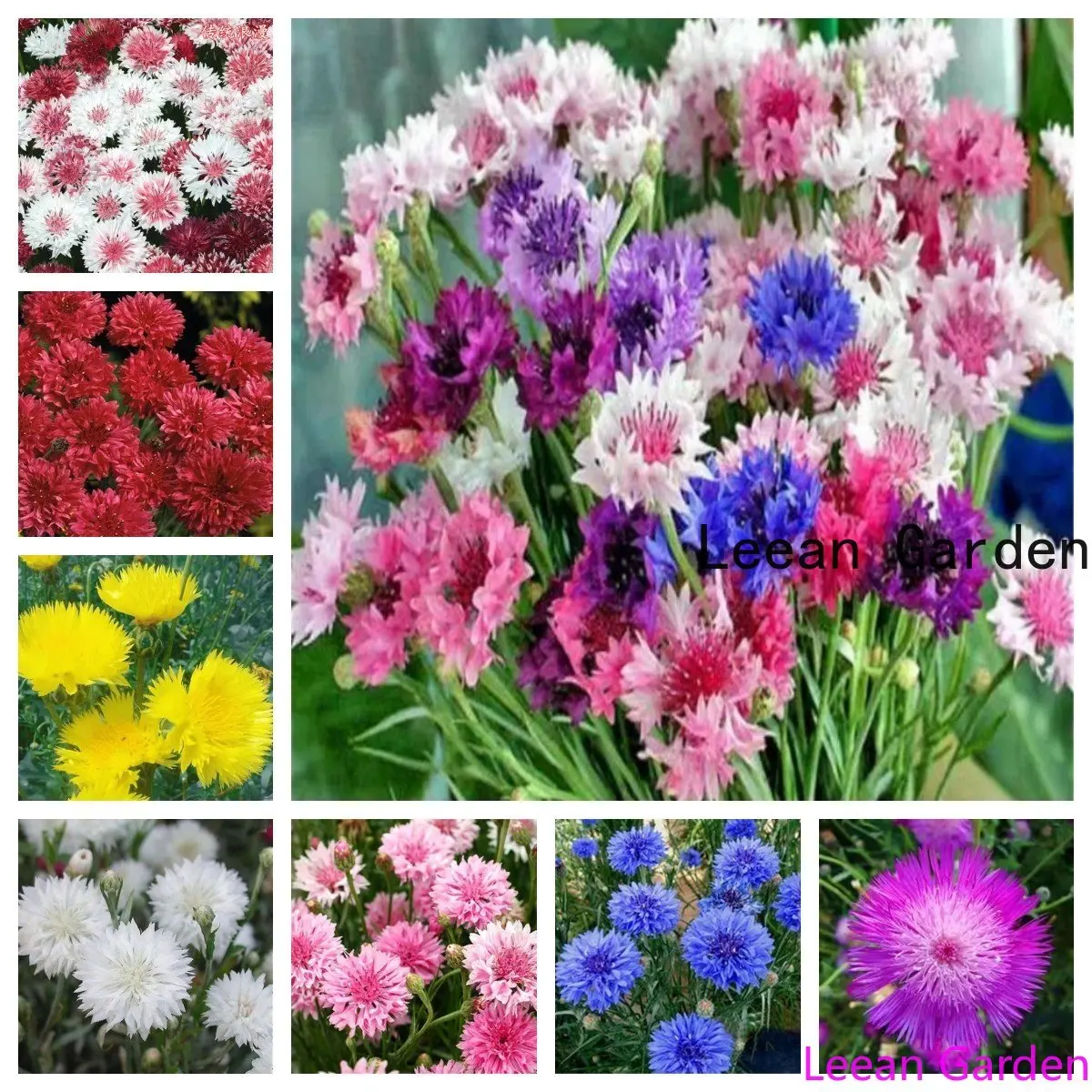 

100/200pcs flower Carnation cornflower chrysanthemum