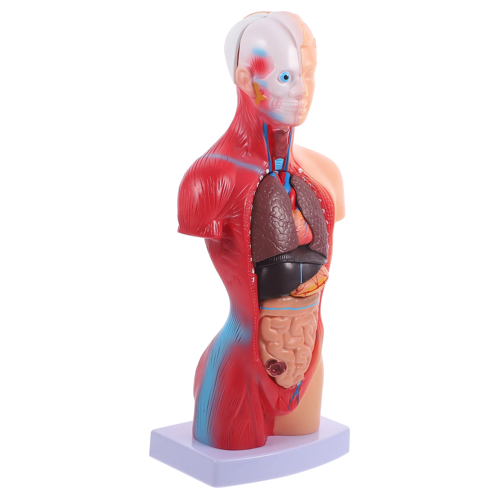 

Human Torso Body Model Playset Teaching Anatomy Organs Model School Educational Tool Kids Human Body Nursing Torso Anatomical