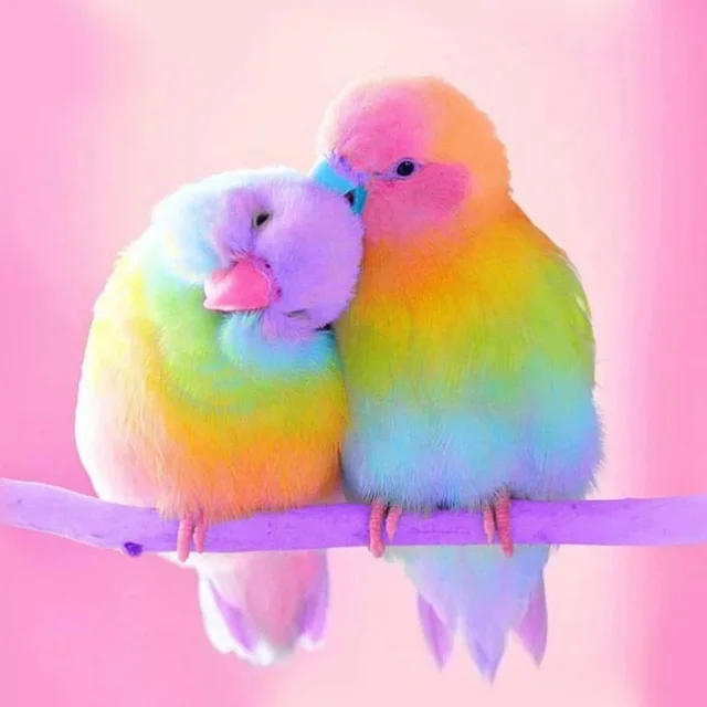 

Алмазная живопись, животные, птица, 5d, мозаика «сделай сам», полностью квадратная, круглая, сверло, Алмаз Стразы, алмазная вышивка, картина